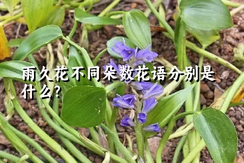 雨久花不同朵数花语分别是什么？