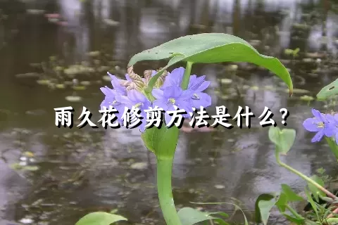 雨久花修剪方法是什么？