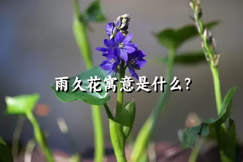 雨久花寓意是什么？