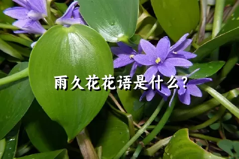 雨久花花语是什么？