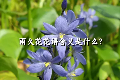 雨久花花语含义是什么？