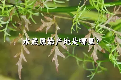 水蕨原始产地是哪里？