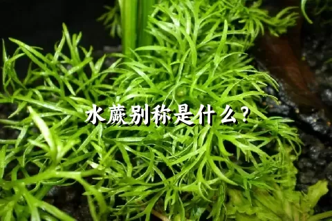 水蕨别称是什么？