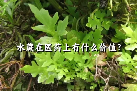 水蕨在医药上有什么价值？