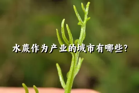 水蕨作为产业的城市有哪些？