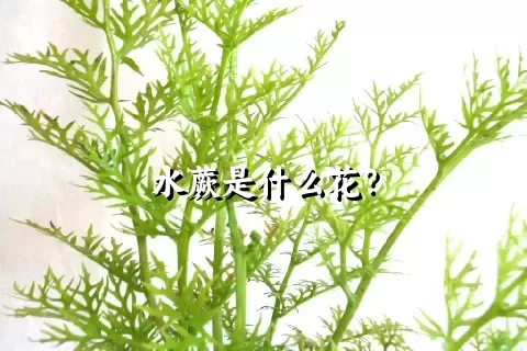 水蕨是什么花？