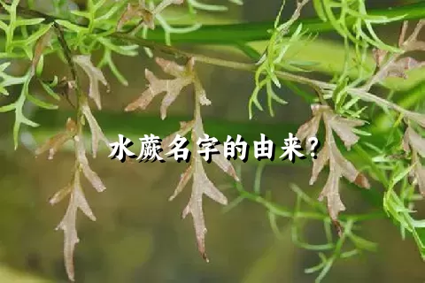 水蕨名字的由来？