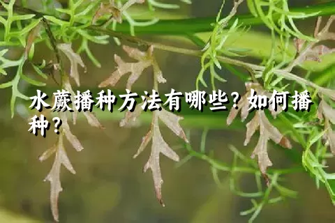 水蕨播种方法有哪些？如何播种？