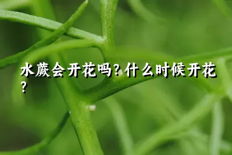 水蕨会开花吗？什么时候开花？