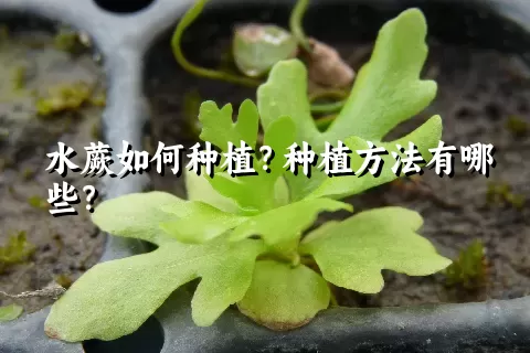 水蕨如何种植？种植方法有哪些？