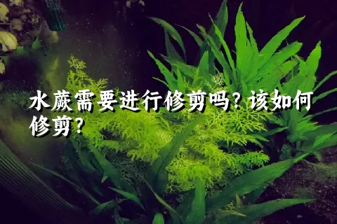 水蕨需要进行修剪吗？该如何修剪？