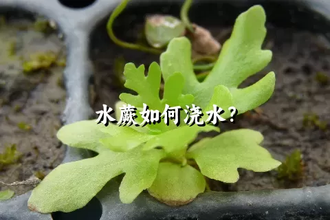 水蕨如何浇水？