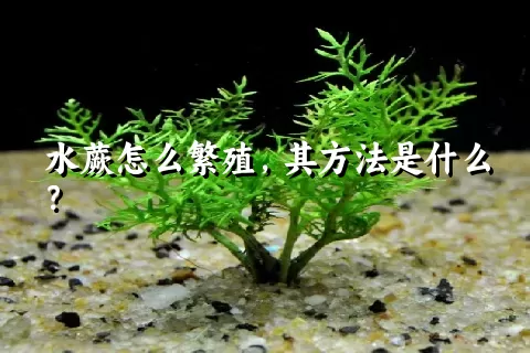 水蕨怎么繁殖，其方法是什么？