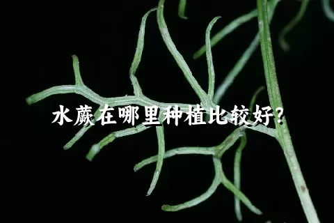 水蕨在哪里种植比较好？