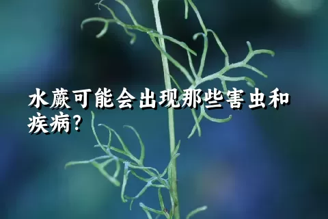 水蕨可能会出现那些害虫和疾病？