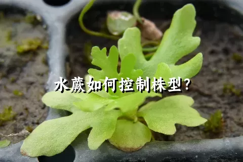 水蕨如何控制株型？