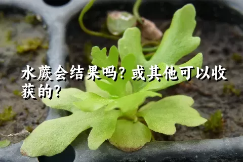 水蕨会结果吗？或其他可以收获的？