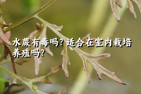 水蕨有毒吗？适合在室内栽培养殖吗？