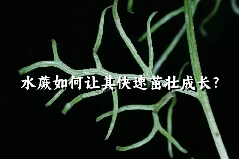 水蕨如何让其快速茁壮成长？