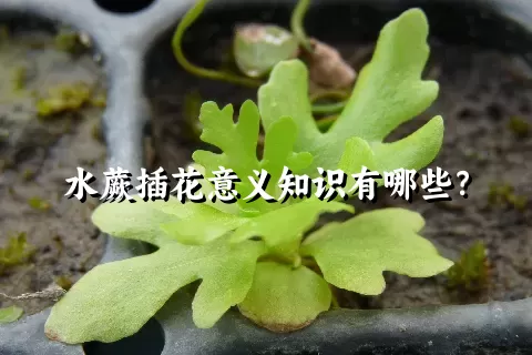 水蕨插花意义知识有哪些？