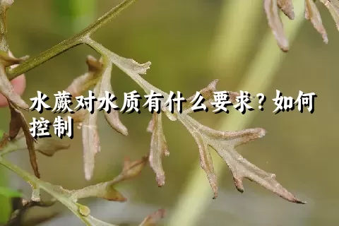 水蕨对水质有什么要求？如何控制