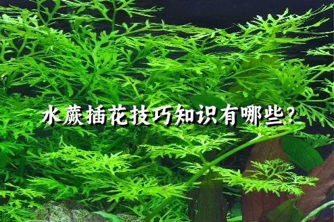 水蕨插花技巧知识有哪些？