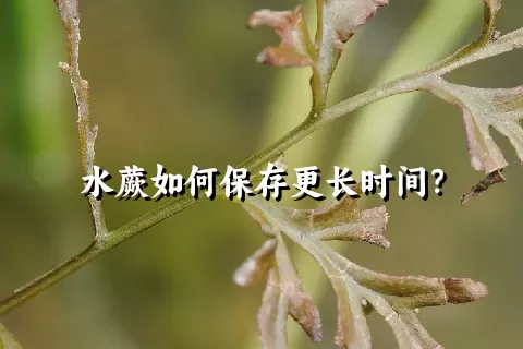 水蕨如何保存更长时间？