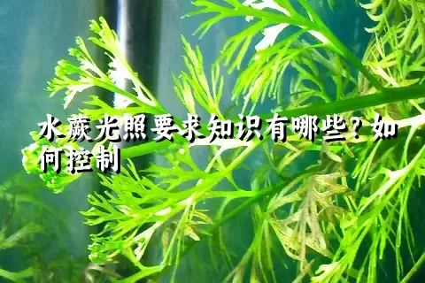 水蕨光照要求知识有哪些？如何控制