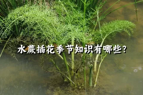 水蕨插花季节知识有哪些？