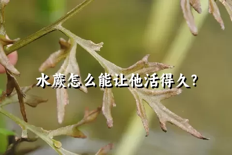 水蕨怎么能让他活得久？