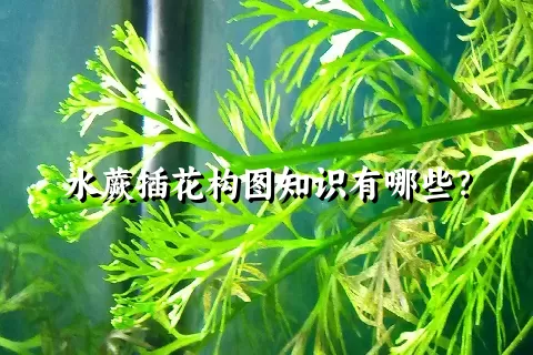 水蕨插花构图知识有哪些？