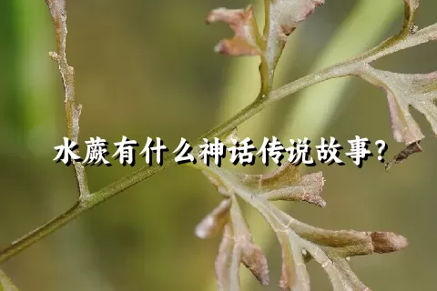 水蕨有什么神话传说故事？