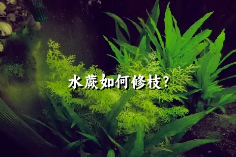 水蕨如何修枝？