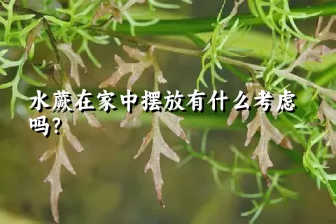 水蕨在家中摆放有什么考虑吗？