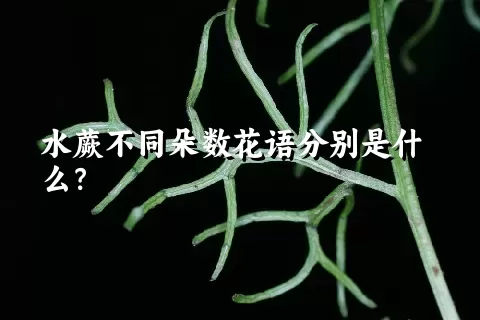 水蕨不同朵数花语分别是什么？