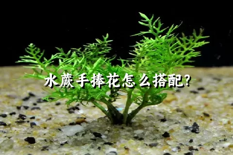 水蕨手捧花怎么搭配？