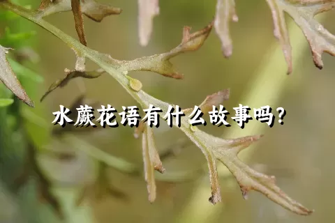 水蕨花语有什么故事吗？