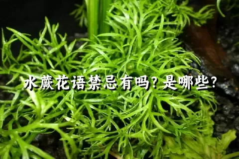 水蕨花语禁忌有吗？是哪些？