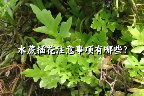 水蕨插花注意事项有哪些？