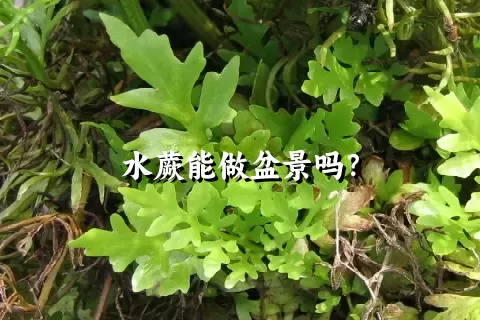 水蕨能做盆景吗？