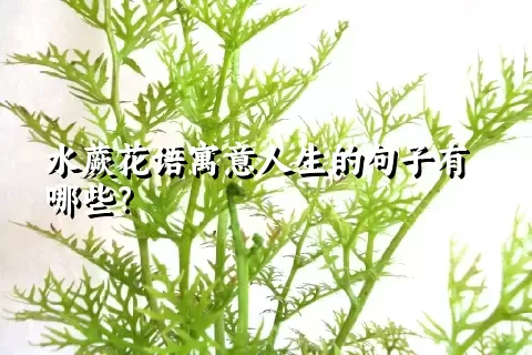 水蕨花语寓意人生的句子有哪些？