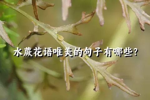 水蕨花语唯美的句子有哪些？