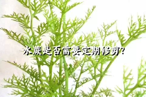 水蕨是否需要定期修剪？