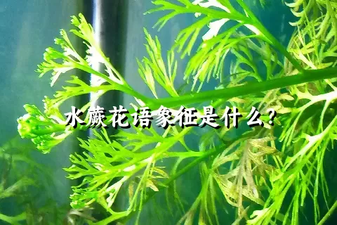 水蕨花语象征是什么？