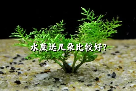 水蕨送几朵比较好？