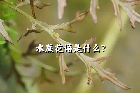 水蕨花语是什么？