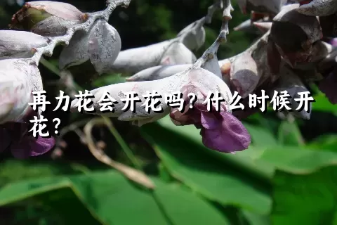 再力花会开花吗？什么时候开花？