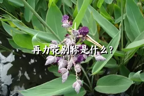 再力花别称是什么？