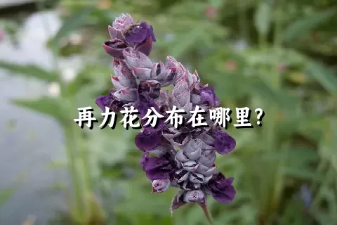 再力花分布在哪里?