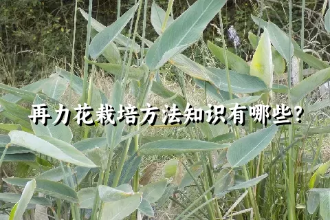 再力花栽培方法知识有哪些？